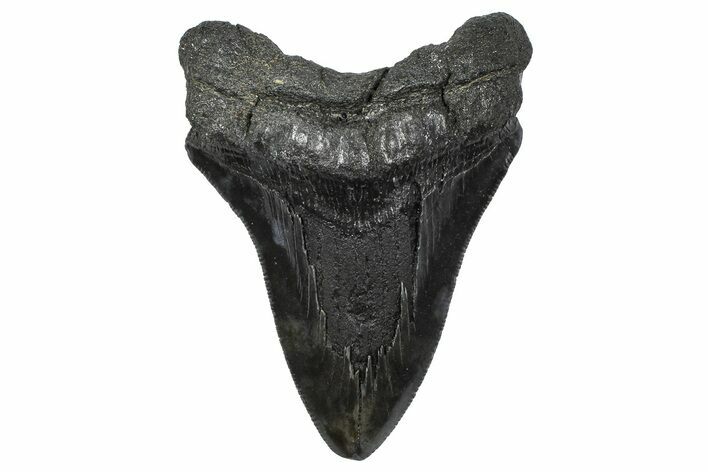Serrated, Fossil Megalodon Tooth - South Carolina #346180